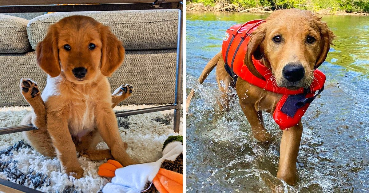 Estes 20 golden retrievers conseguem virar qualquer carranca do avesso com sua pureza