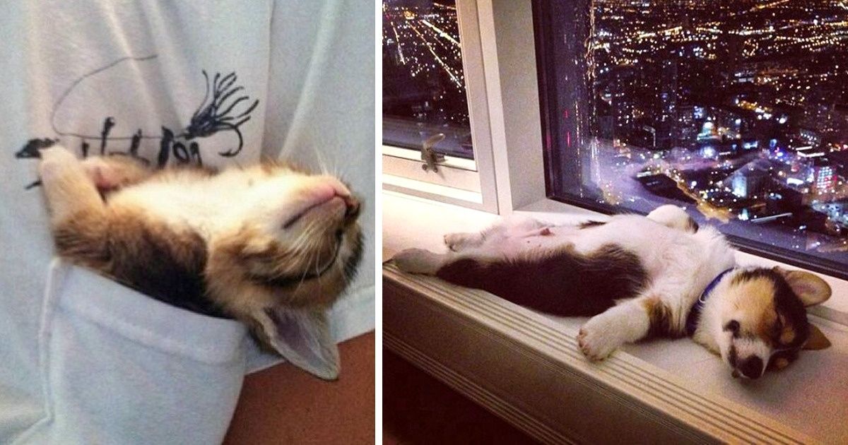 18 Bichos fofos que ficam ainda mais gute-gute quando estão dormindo