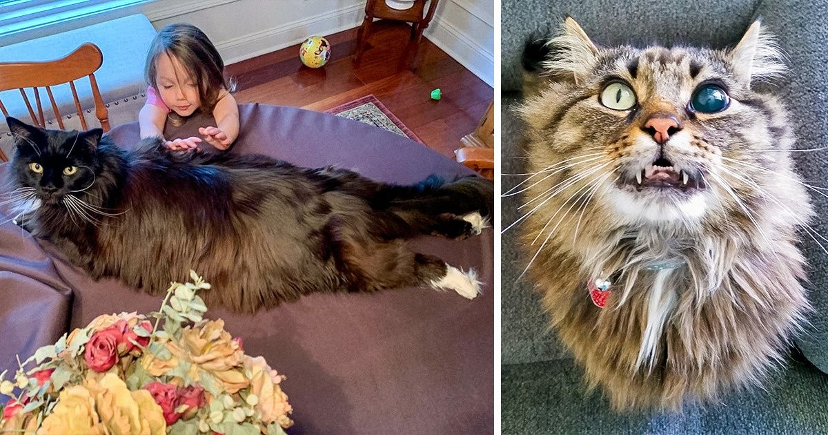 20 Vezes em que os gatos Maine Coon surpreenderam com tanta fofura
