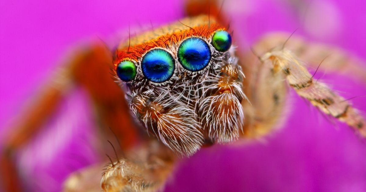 20 Fotos macro que mostram como nosso universo é mais colorido do que imaginamos 20 Fotos macro que mostram como nosso universo é mais colorido do que imaginamos