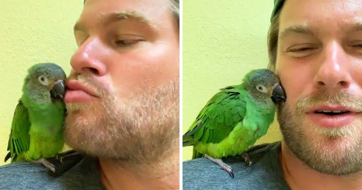20+ Provas de que o amor dos animais simplesmente não conhece limites