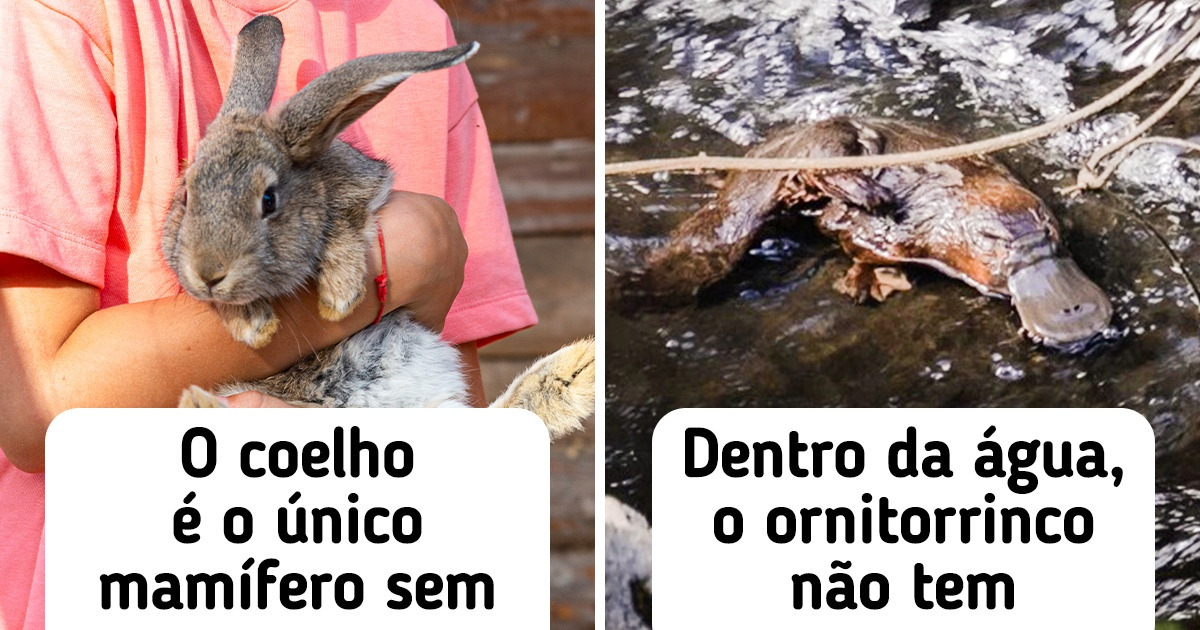 16 Fatos que provam que o reino animal é um universo à parte