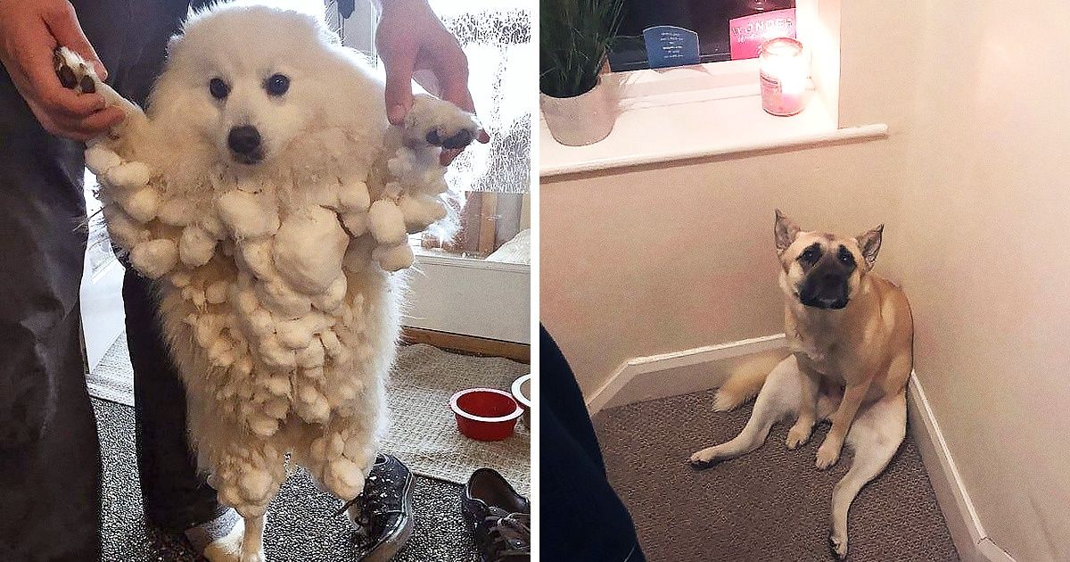 20 Cachorros que não costumam agir naturalmente e proporcionam momentos inesquecíveis aos donos