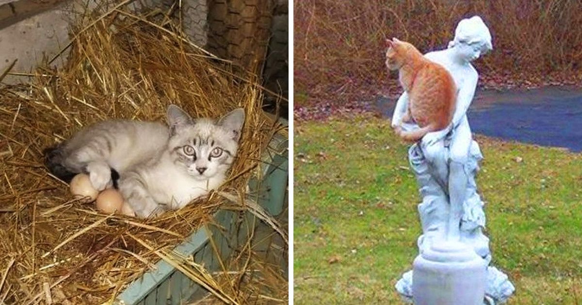 20 Gatos folgados que se sentem em casa em qualquer lugar