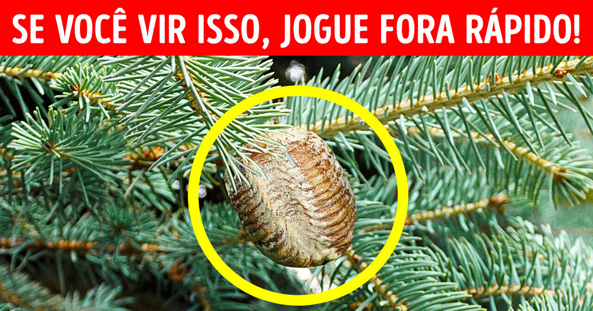 Se você vir isso na sua árvore de natal, jogue-a fora o mais rápido possível