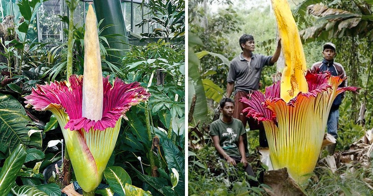 8 Plantas cujos superpoderes a maioria das pessoas desconhece