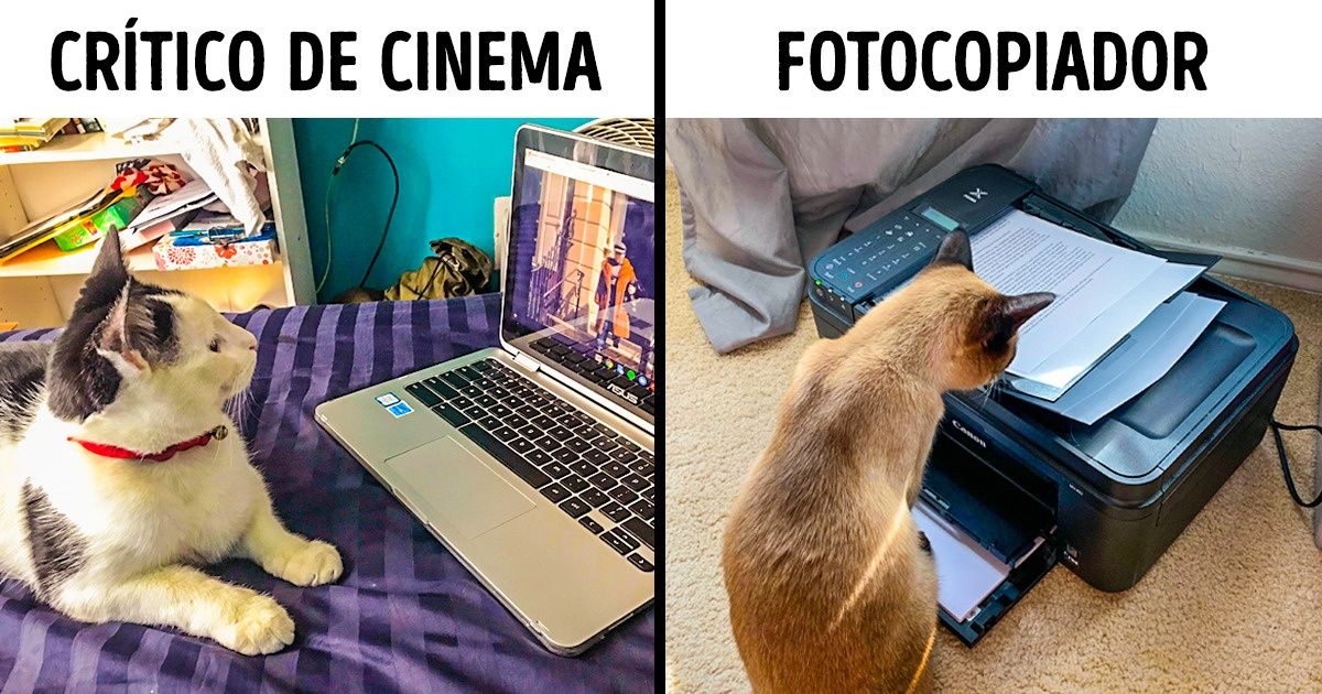 15 Fotos de gatos “trabalhando” que conquistaram as redes sociais 15 Fotos de gatos “trabalhando” que conquistaram as redes sociais