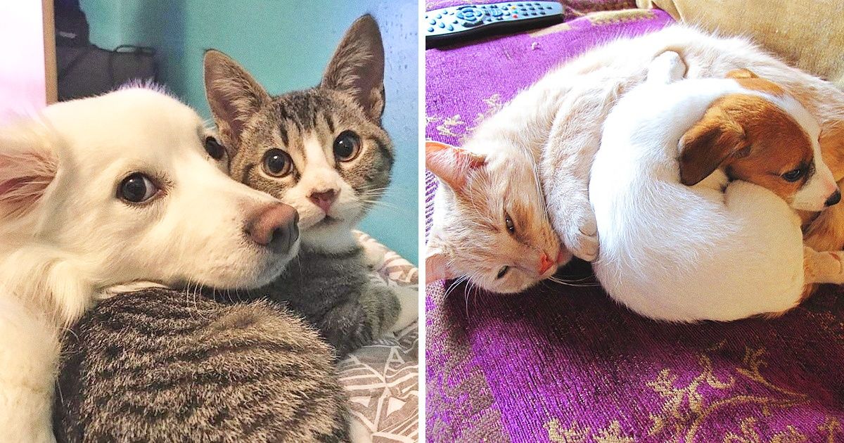 20 Cães e gatos que quebraram os padrões da inimizade, exibindo uma amizade sólida como prova