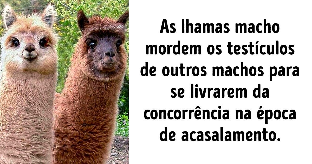 24 Fatos sobre o mundo animal que deveríamos aprender nas aulas de biologia 24 Fatos sobre o mundo animal que deveríamos aprender nas aulas de biologia