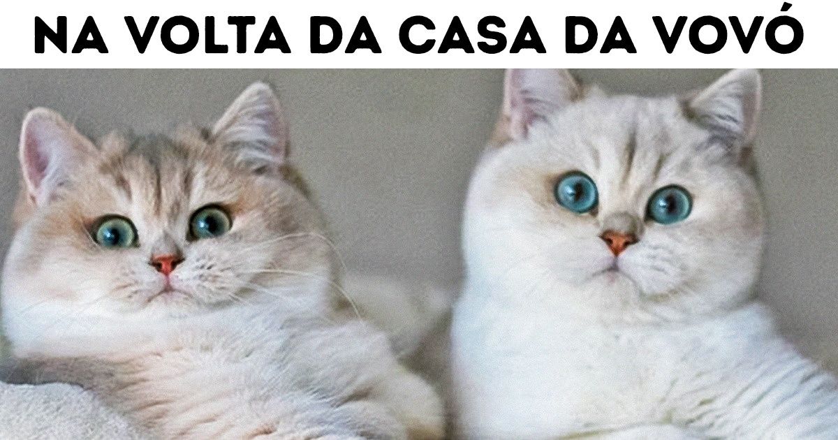 22 Animais bochechudos que dão um irresistível desejo de abraçá-los