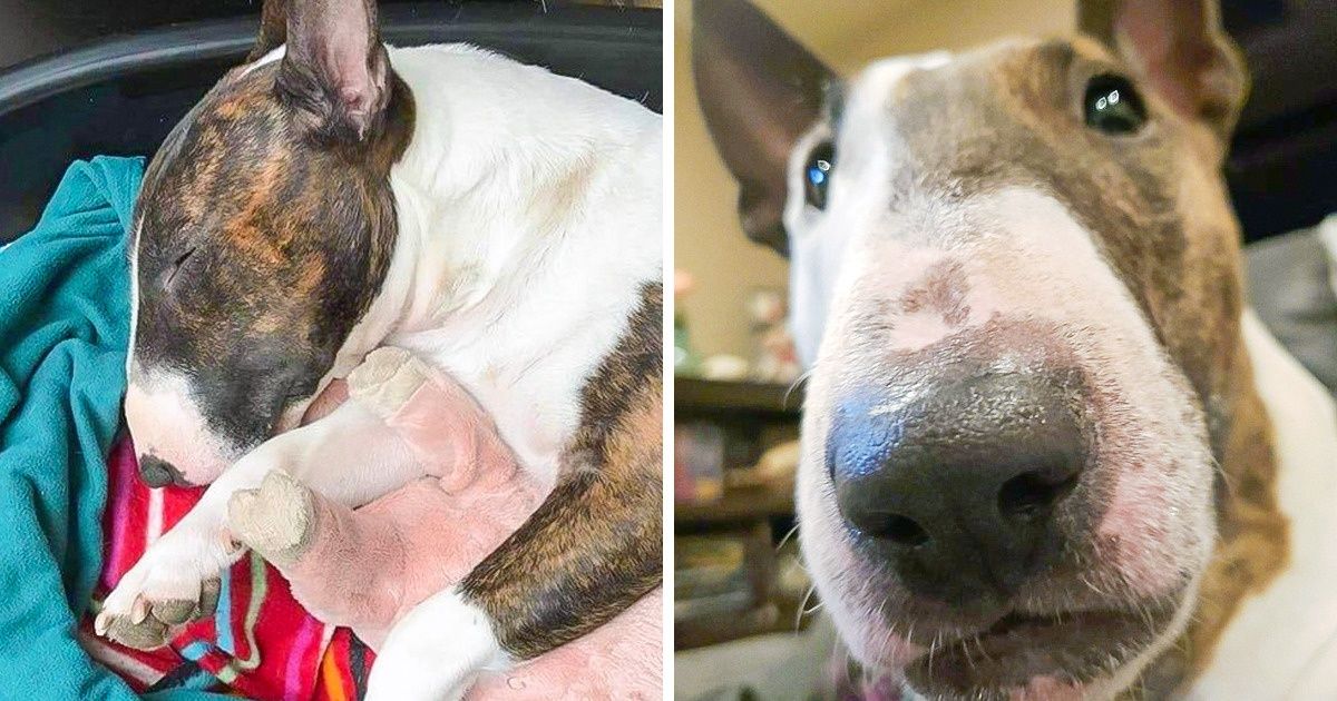 Se estiver pensando em ter um bull terrier, aqui estão 21 motivos para “desistir”