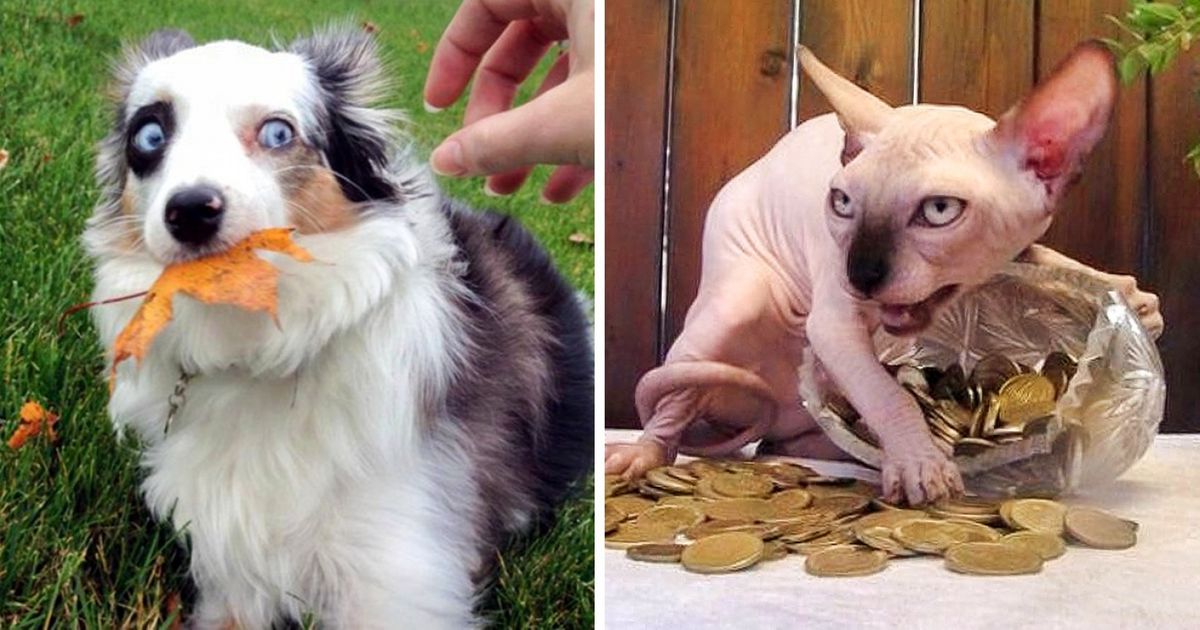 25 Animais que não gostam da ideia de dividir o que é deles