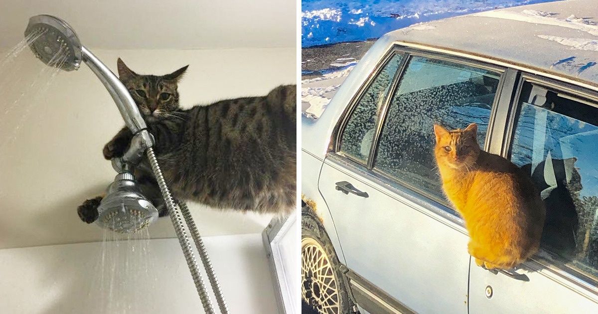 21 Gatos que criaram uma definição própria para a palavra “lógica”