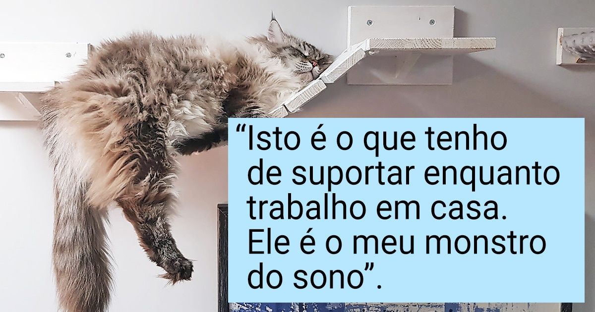 20+ Gatos que tiram cochilos de maneira tão despreocupada que qualquer um poderia invejá-los