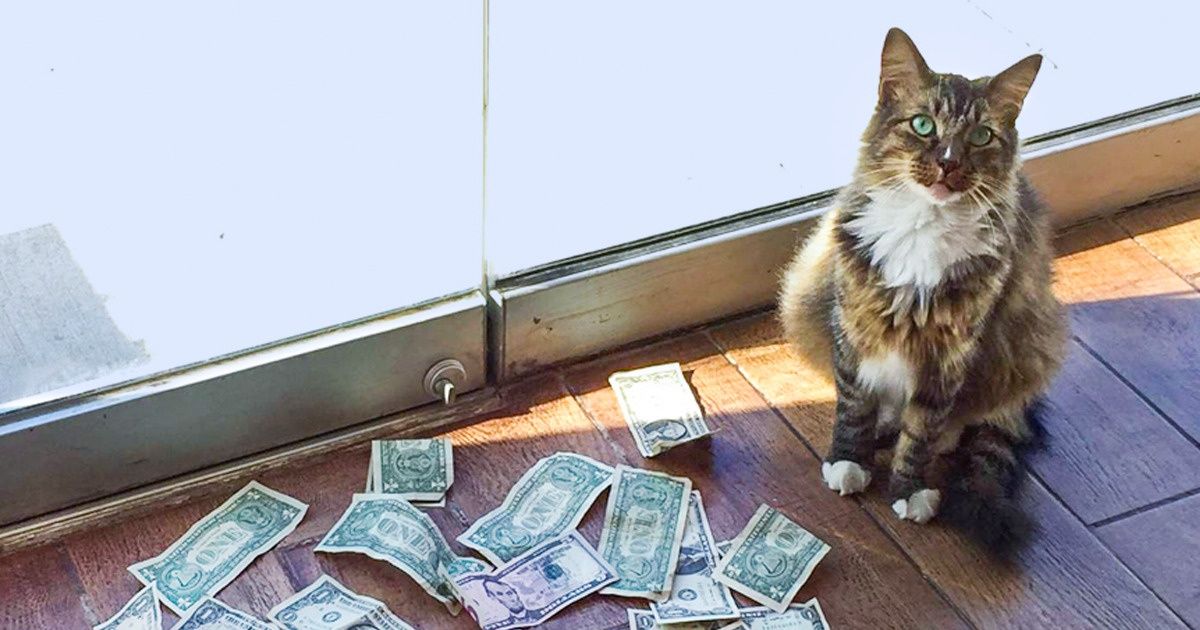 Gato é levado a um escritório para eliminar os ratos e de repente começa a ganhar dinheiro Gato é levado a um escritório para eliminar os ratos e de repente começa a ganhar dinheiro