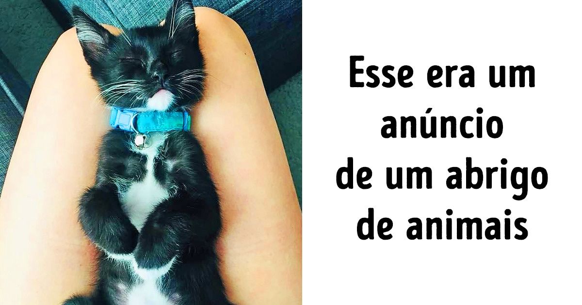20+ Fotos da maior campanha de adoção de animais desabrigados