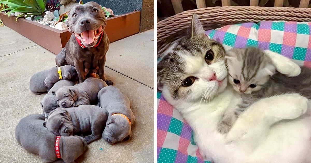 20 Famílias de animais que farão você querer abraçar seus pais imediatamente