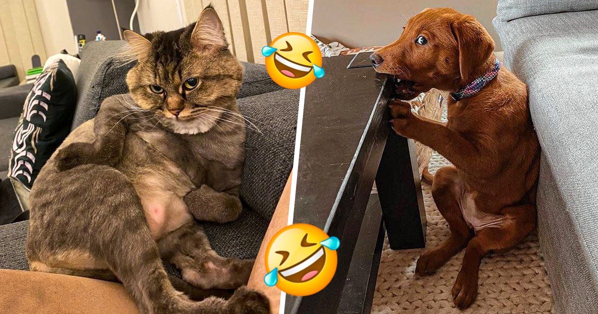 20 Animais de estimação com uma personalidade única e que fazem questão de nos mostrar 20 Animais de estimação com uma personalidade única e que fazem questão de nos mostrar