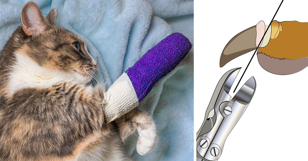 6 Razões por que remover as garras do seu gato é uma ideia egoísta e brutal 6 Razões por que remover as garras do seu gato é uma ideia egoísta e brutal