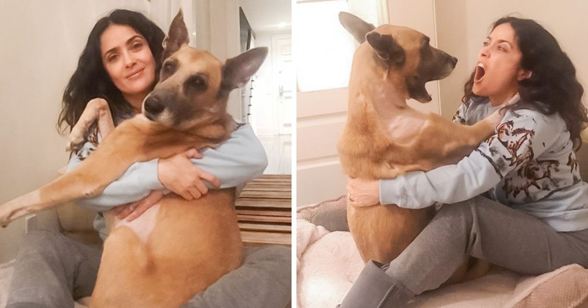 Ciência diz que os cães realmente entendem o que você diz