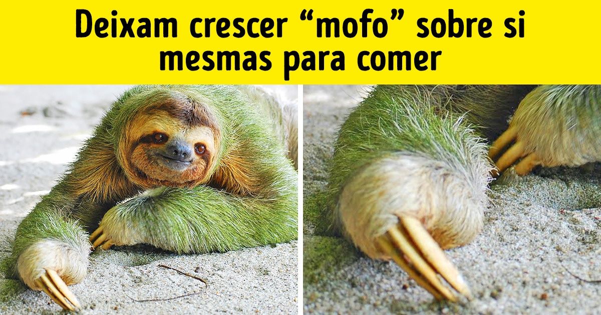 15 Seres que têm habilidades com as quais nós, humanos, podemos apenas sonhar