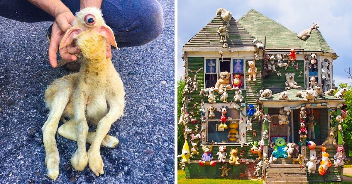 As 17 coisas mais estranhas que alguém pode compartilhar na Internet As 17 coisas mais estranhas que alguém pode compartilhar na Internet