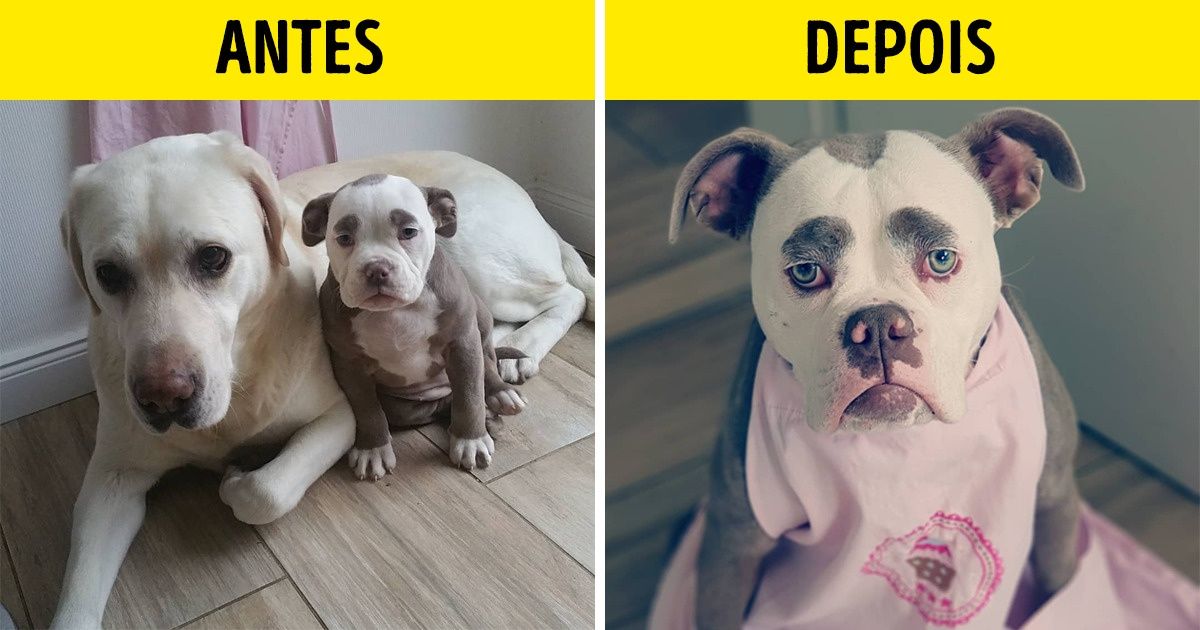 15 Fotos fofas de cachorrinhos após a visita ao ’salão de beleza canino’ 15 Fotos fofas de cachorrinhos após a visita ao ’salão de beleza canino’