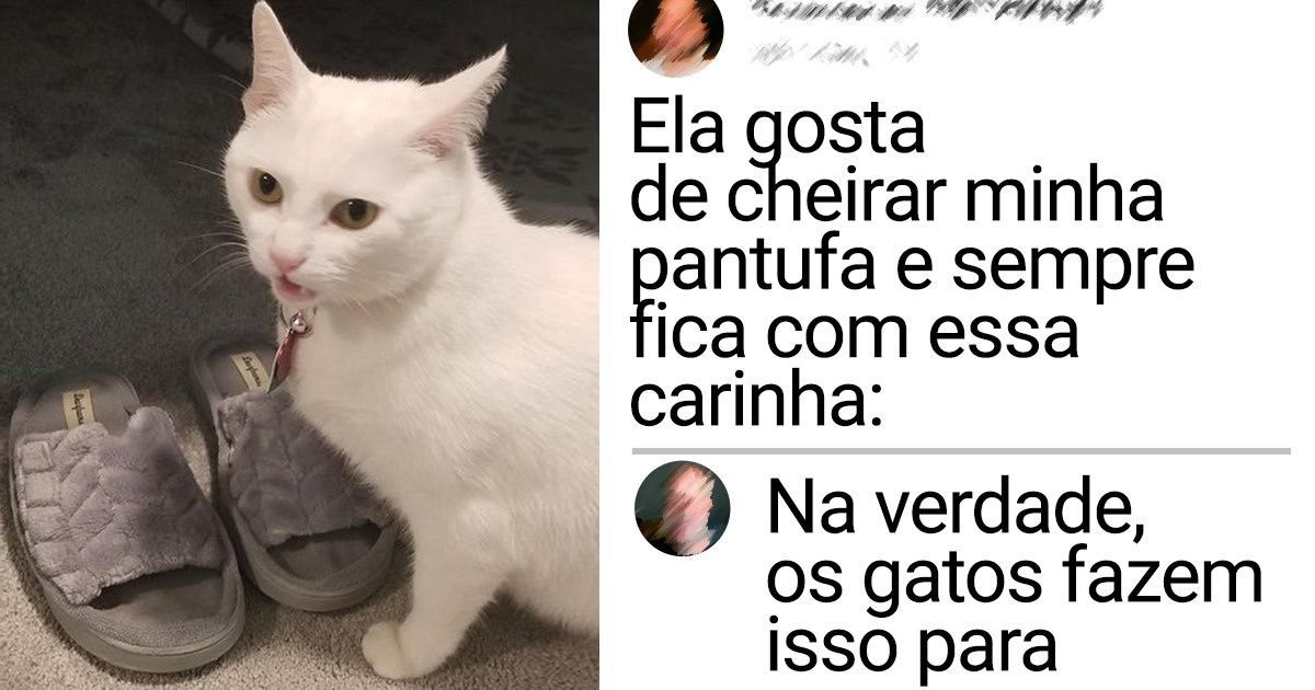 18 Animais de estimação um pouco estranhos que fazem da vida de seus donos uma aventura 18 Animais de estimação um pouco estranhos que fazem da vida de seus donos uma aventura