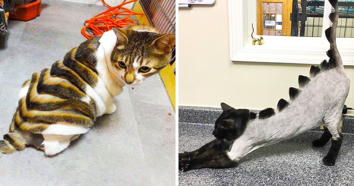 15 Gatos transformados em dinossauros pelos criativos artistas dos pet shops 15 Gatos transformados em dinossauros pelos criativos artistas dos pet shops