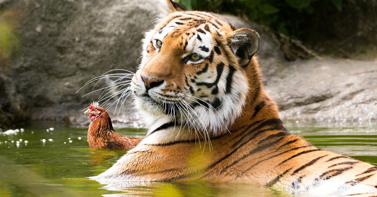 Teste: Descubra o seu poder de observação buscando os erros nestas fotografias
