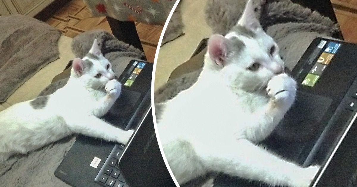20 Animais que estão em crise de identidade e pensam que são gente 20 Animais que estão em crise de identidade e pensam que são gente