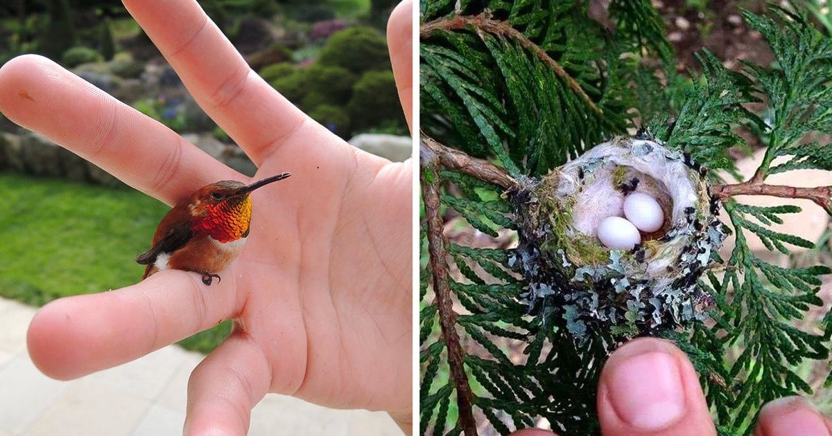 10 Formas de montar um jardim amigável para os pássaros 10 Formas de montar um jardim amigável para os pássaros