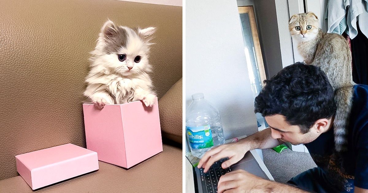 20 Gatos que encontraram seu lugar especial e não se importam com nada, exceto relaxar 20 Gatos que encontraram seu lugar especial e não se importam com nada, exceto relaxar
