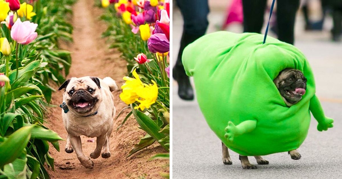 20+ Fotos de pugs que são perfeitas contra a depressão