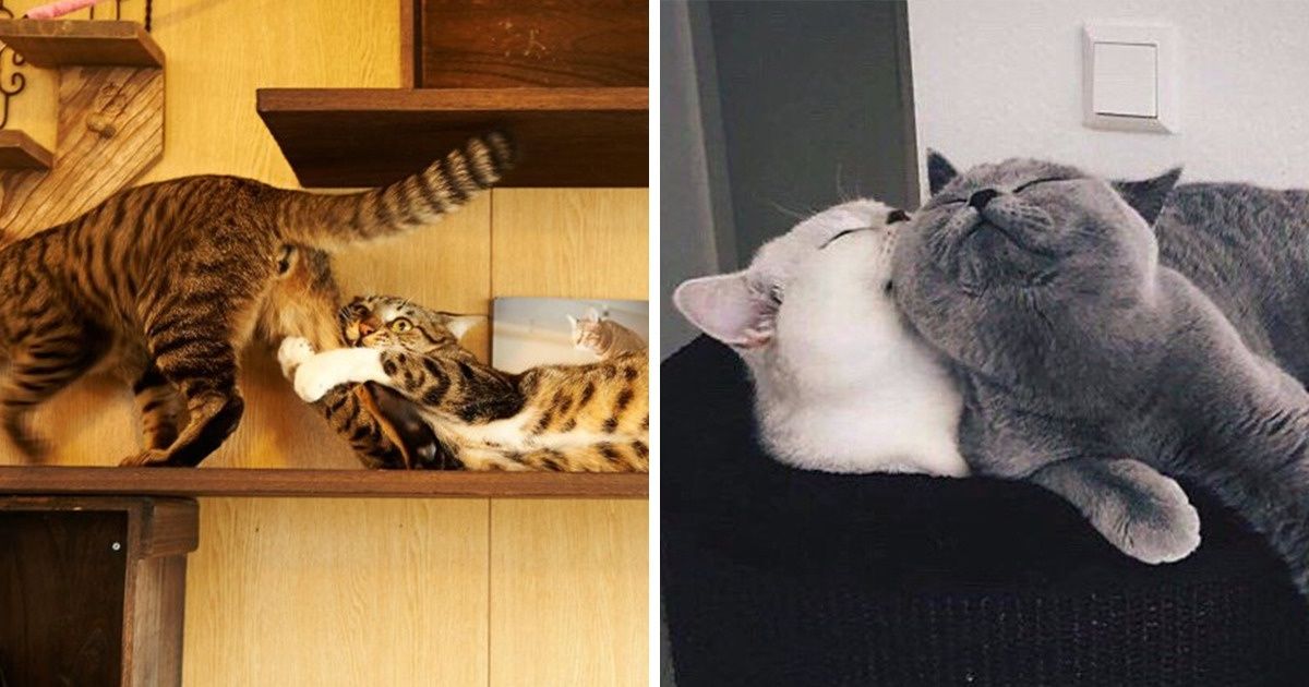 22 Duplas fofas de gatos para mostrar que amor de verdade existe