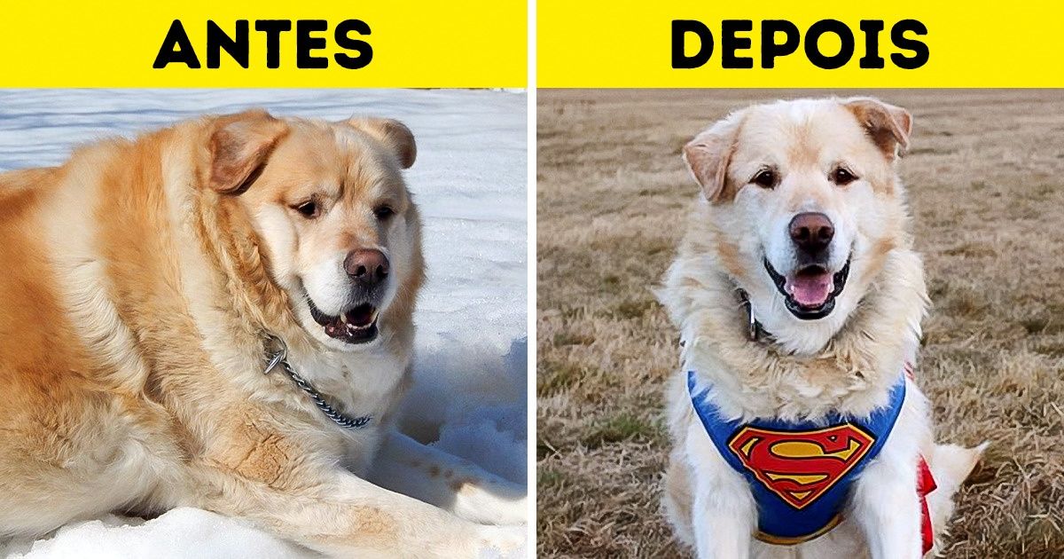 Cachorro com nível alarmante de obesidade emagrece após ser adotado, e sua história é comovente Cachorro com nível alarmante de obesidade emagrece após ser adotado, e sua história é comovente