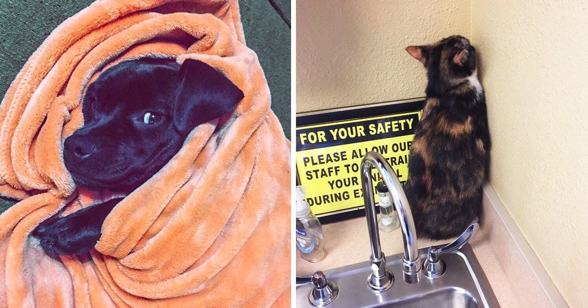 23 Fotos que retratam os mais engraçados hábitos de cães e gatos