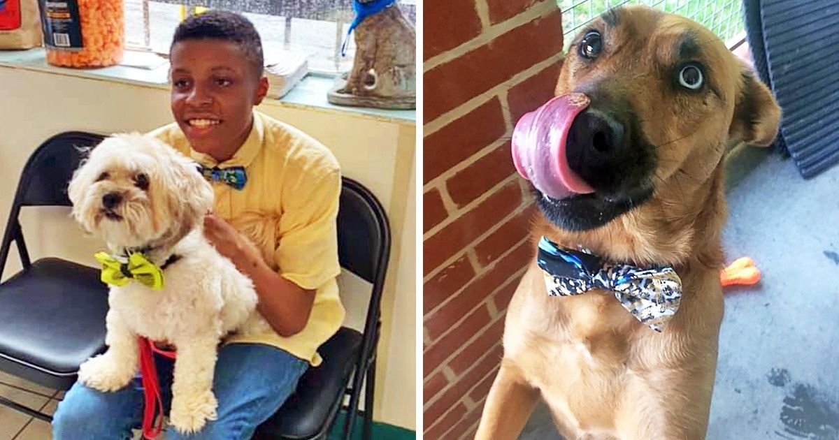 Menino de 12 anos faz gravatas borboleta para embelezar gatos e cachorros, ajudando-os a encontrar um novo lar Menino de 12 anos faz gravatas borboleta para embelezar gatos e cachorros, ajudando-os a encontrar um novo lar