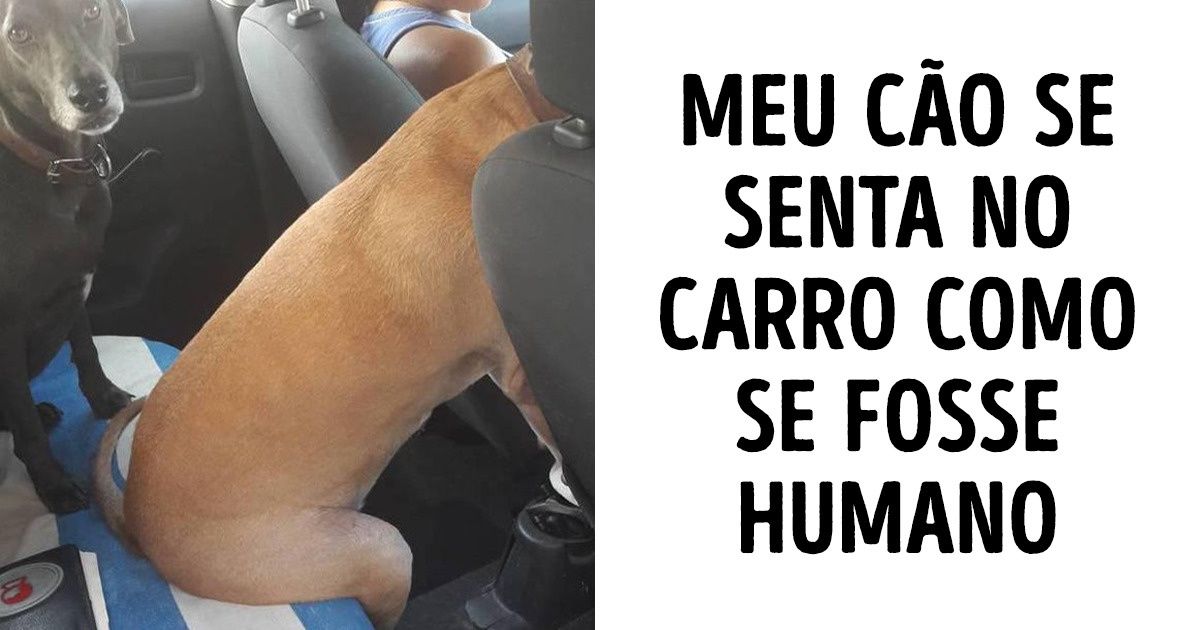 19 Pessoas compartilham hábitos malucos de seus animais de estimação