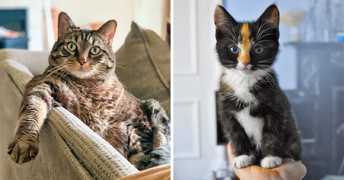 25 Imagens que derrubam o mito de que os gatos são arredios