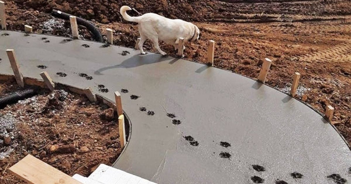 18 Cachorros que até tentaram ser bons meninos, mas não conseguiram