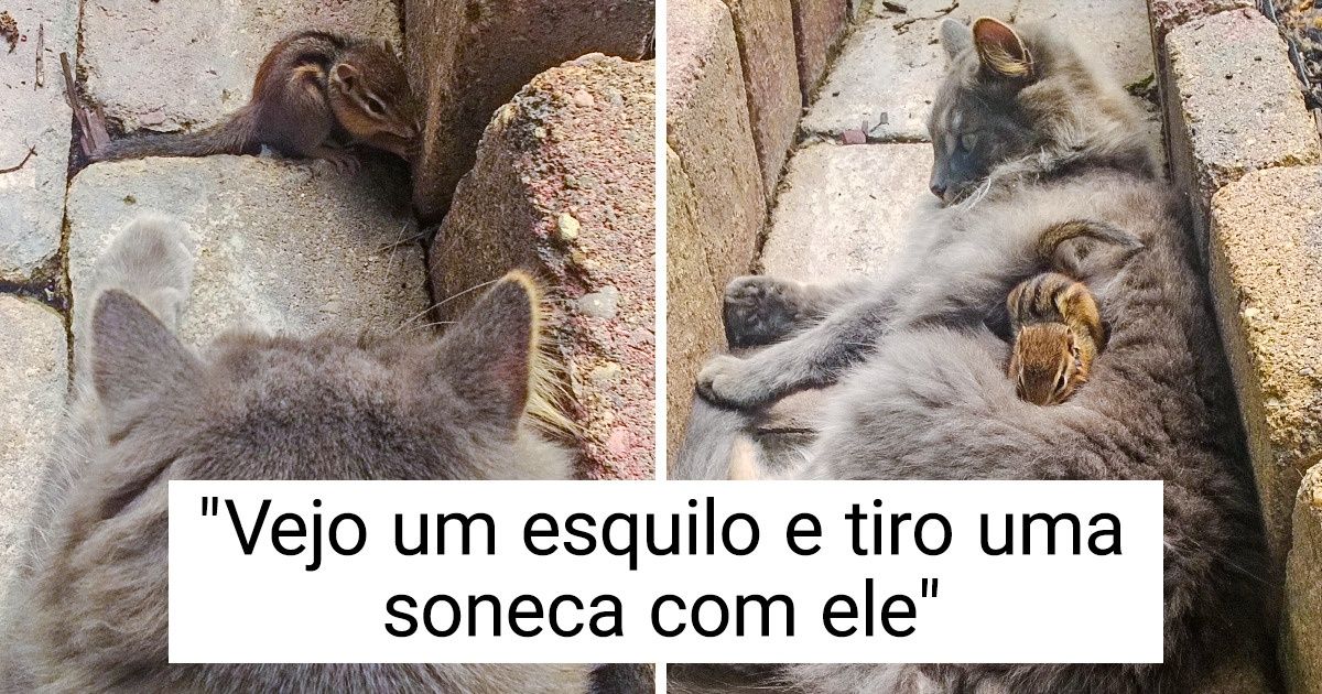18 Animais que tiram uma soneca em qualquer lugar