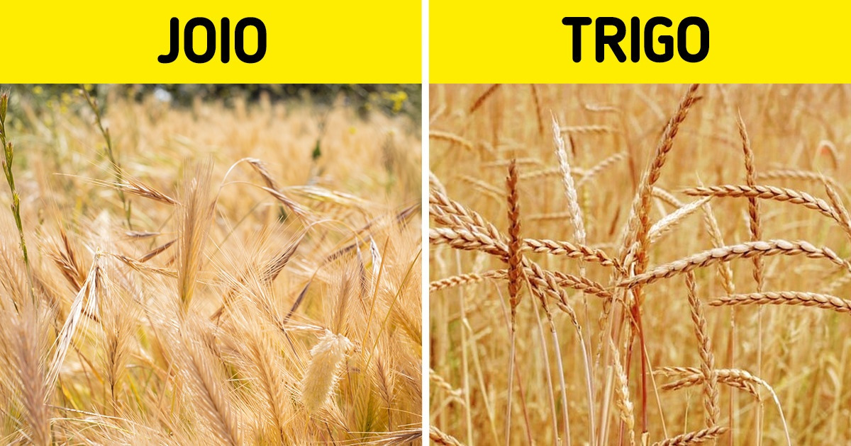 A lógica por trás de 10 Ditados populares brasileiros, que nem sempre fazem sentido