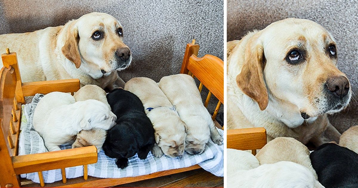 21 Fotos que provam que a paciência dos pais também tem limite