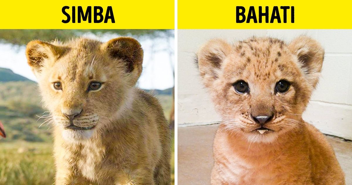 Bahati, a leoazinha que serviu de inspiração para criar o novo Simba e que conquistou as redes sociais