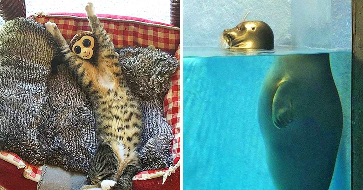 15 Imagens que provam que é muito fácil enganar nossa visão