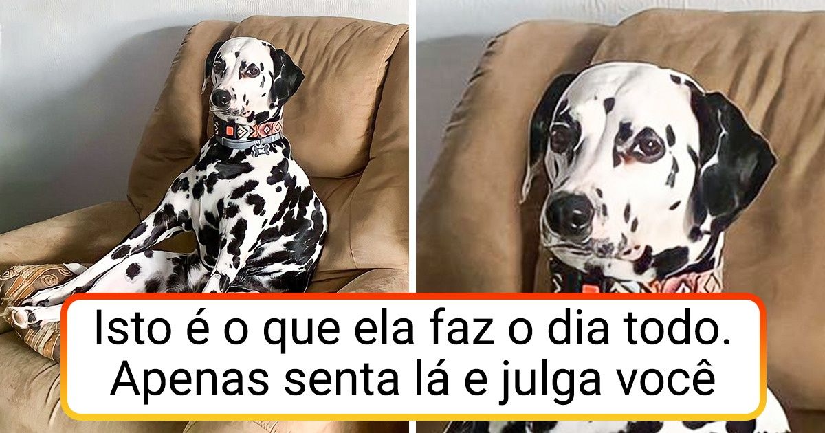 19 Pets cujos hábitos parecem ter sido inspirados em um desenho animado