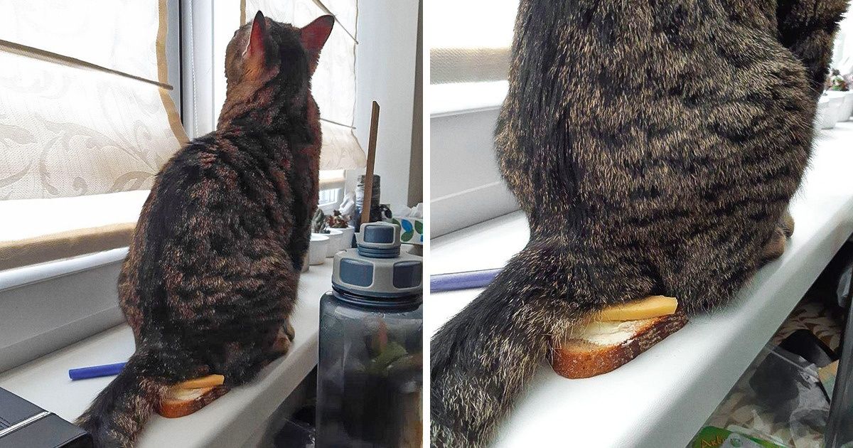 20 Situações que só fazem sentido no mundo imaginário dos gatos 20 Situações que só fazem sentido no mundo imaginário dos gatos
