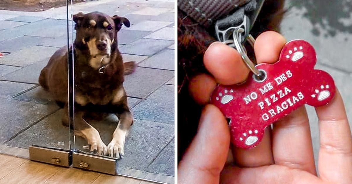 Cachorros que são capazes de qualquer coisa para conseguir comida Cachorros que são capazes de qualquer coisa para conseguir comida