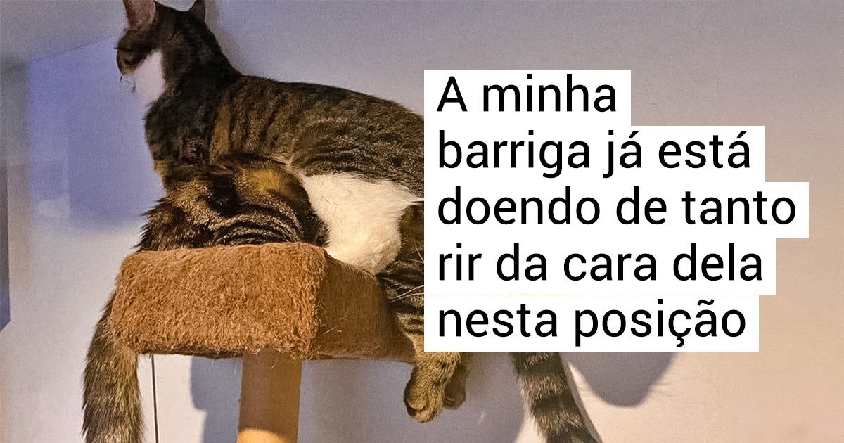 19 Relatos de pessoas que adotaram mais de um gato e descobriram que a diversão vem em dobro (assim como as traquinagens) 19 Relatos de pessoas que adotaram mais de um gato e descobriram que a diversão vem em dobro (assim como as traquinagens)